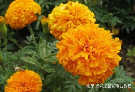 菊科植物有哪些|秋日赏菊，30种菊科植物介绍